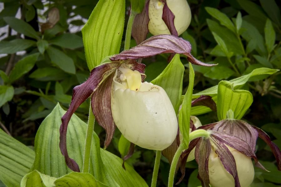 saving (and rising) native girl’s slipper orchids, with longwood’s peter zale