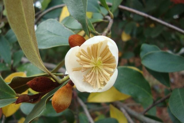 choicest magnolias and the way in which one can prune them, with andrew bunting