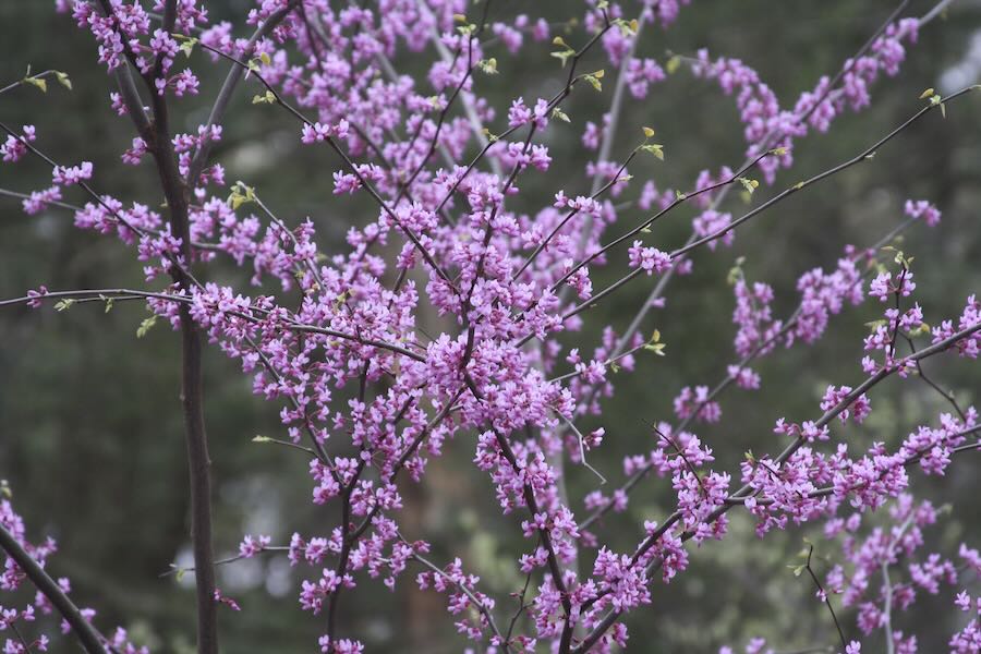 ‘bio-productive gardens,’ with tim johnson of native plant notion