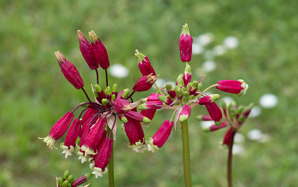 trying to find flower bulbs, with ken druse