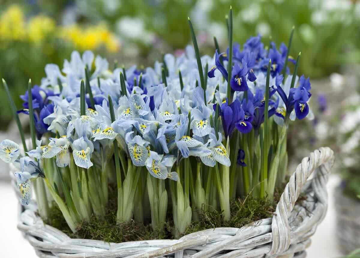 forcing bulbs, with peggy anne montgomery