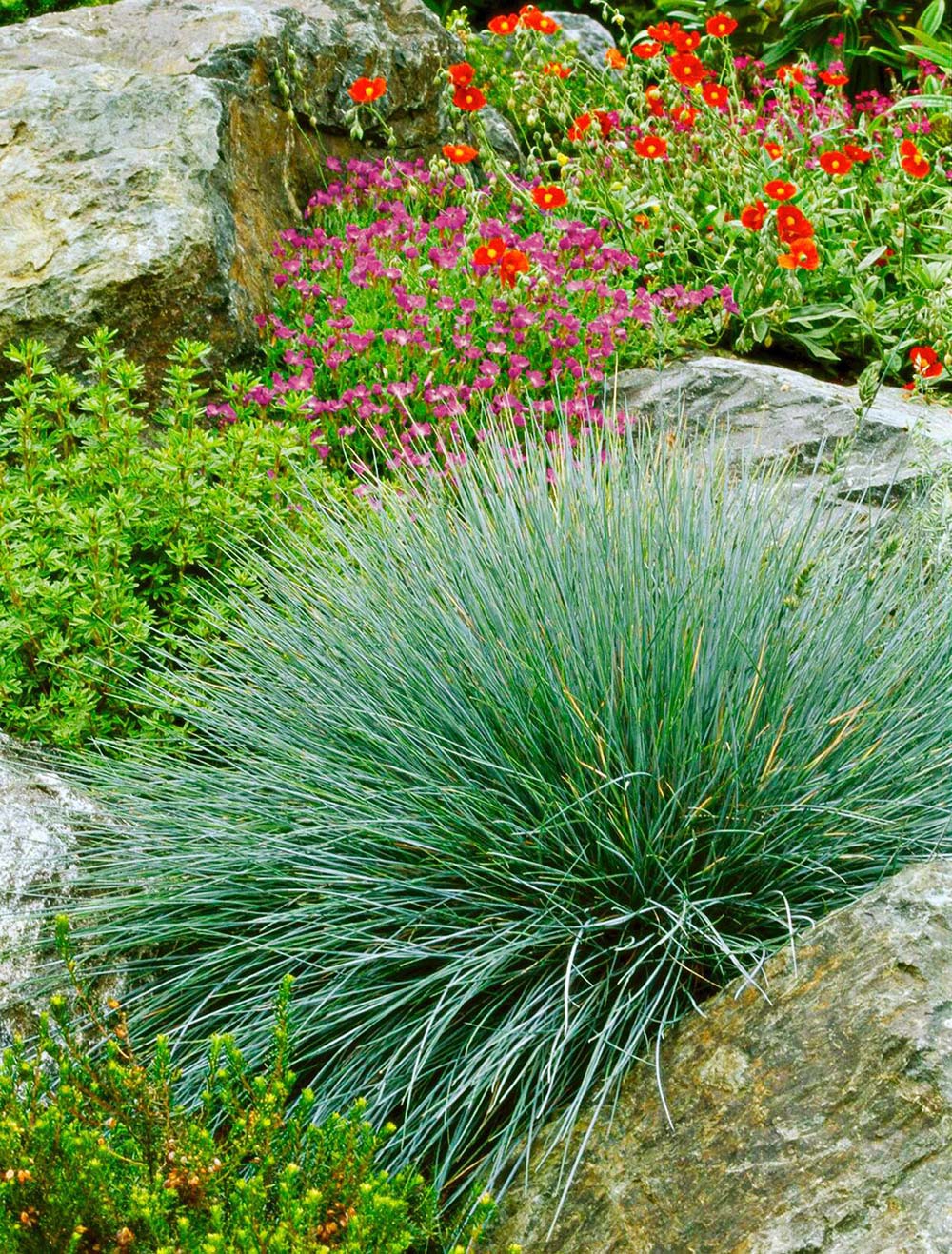 Decorative Grasses – Change Your Curb Attraction • The Yard Glove