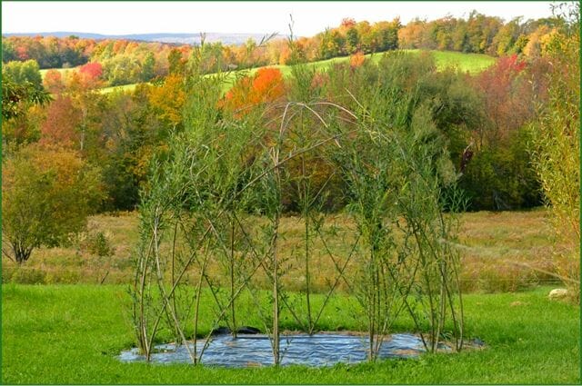 creating dwelling willow buildings, with michael dodge