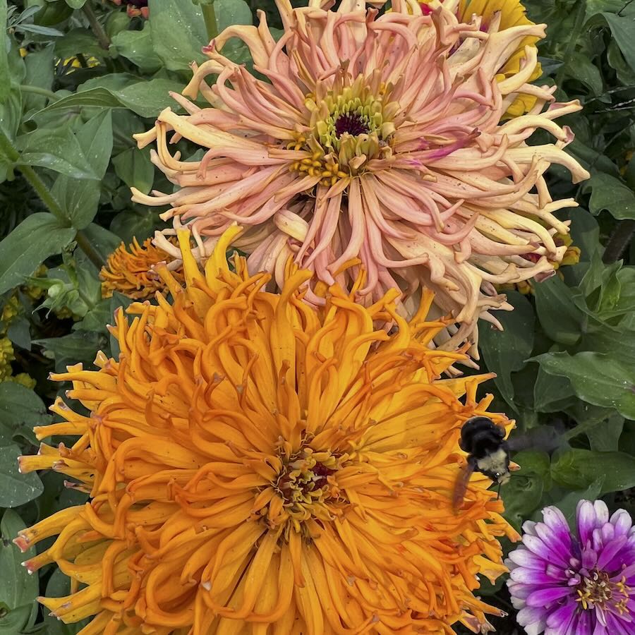 rising the zinnia palette, with siskiyou seeds’ don tipping