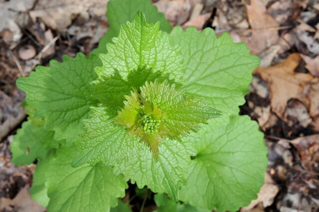 what weed is it? placing names to pesky crops