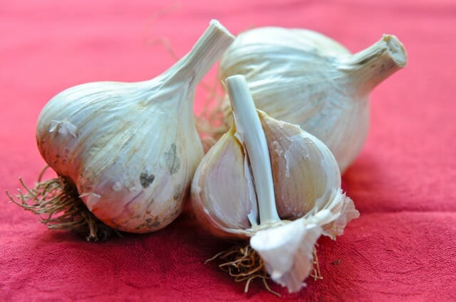 methods to develop garlic, a q&a with filaree farm