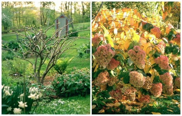 q&a: pruning hydrangea, late planting, and additional