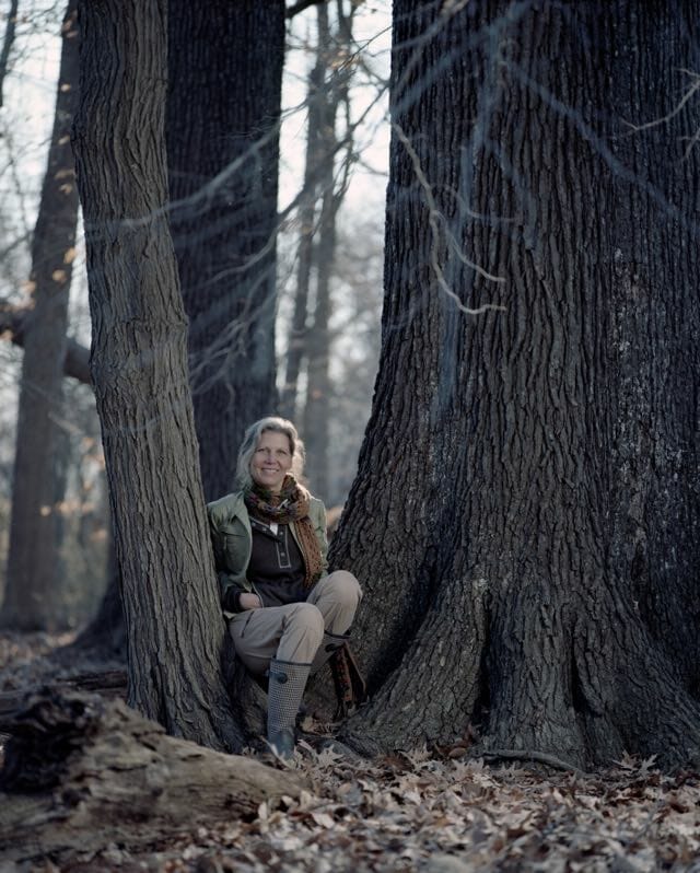 ‘nature’s temples:’ understanding outdated timber and old-growth forests, with joan maloof