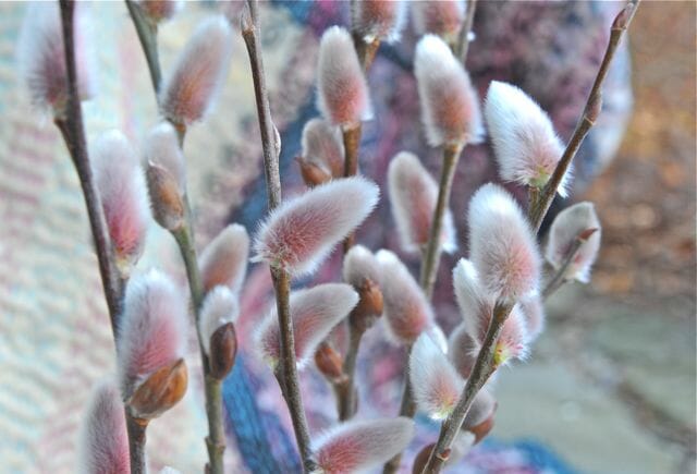 pruning willow, and doubtless the best salix varieties