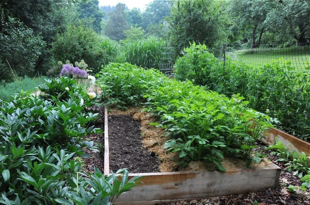 rising potatoes organically: when and the way one can plant, hill and harvest